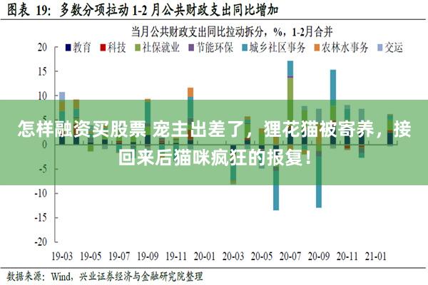 怎样融资买股票 宠主出差了，狸花猫被寄养，接回来后猫咪疯狂的报复！